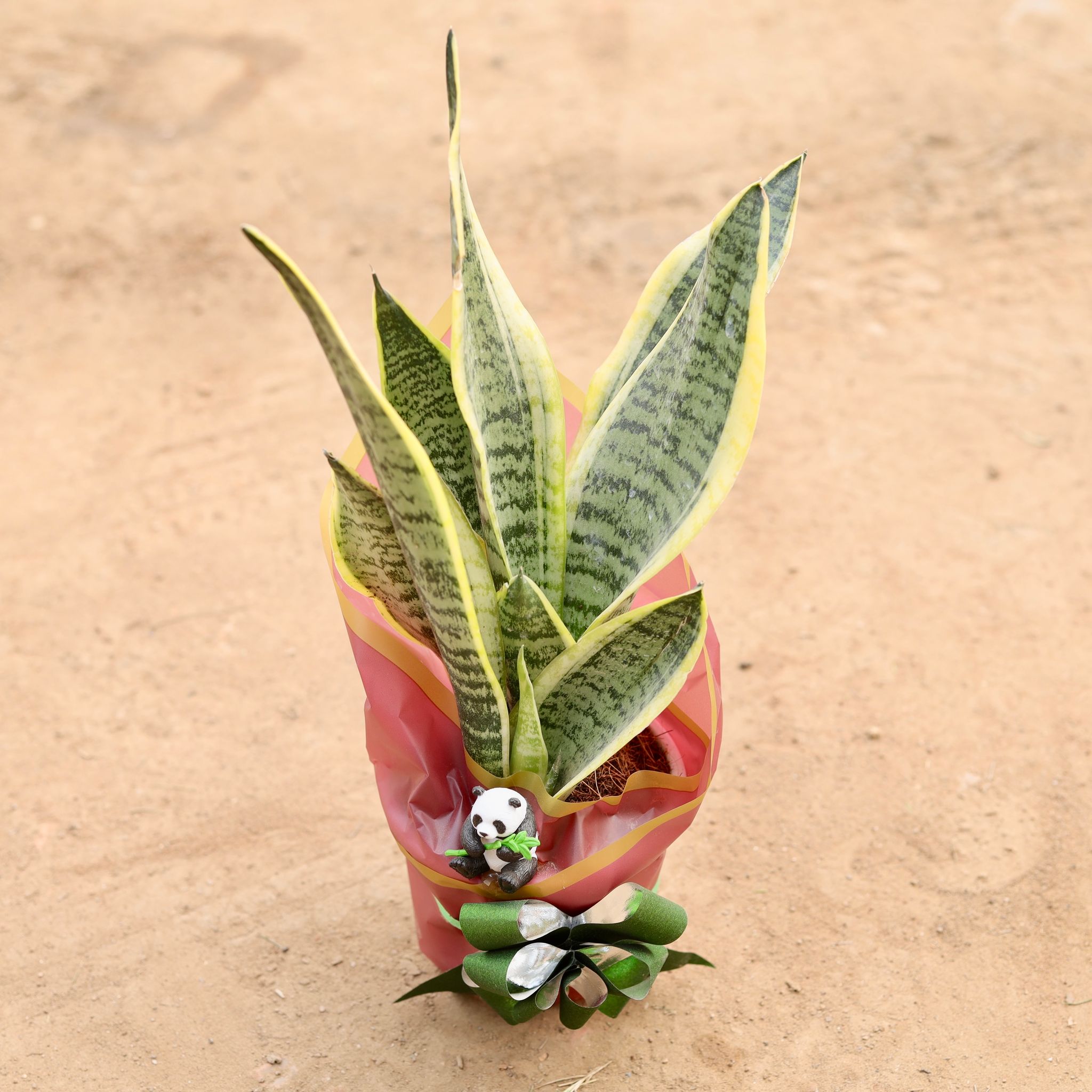Snake Yellow Three In One in 5 Inch Gift Wrapped Nursery Pot