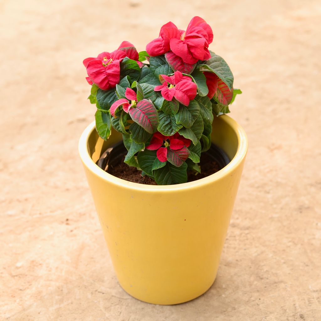 Buy Poinsettia Fireball in 10 Inch Balti Designer Ceramic Pot (Any Colour) Online | Urvann.com Poinsettia Fireball in 10 Inch Balti Designer Ceramic Pot (Any Colour)