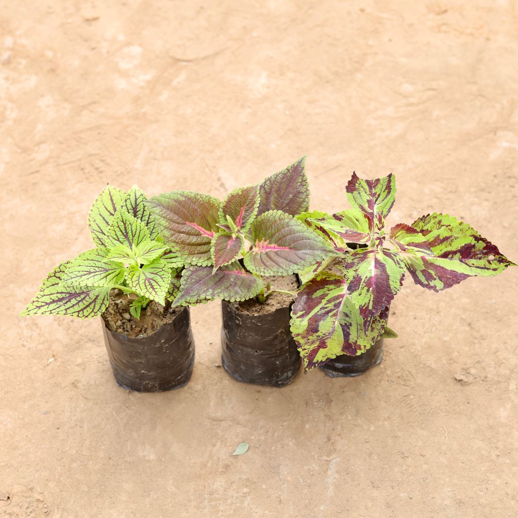 Set Of 3 - Coleus (Any Colour & Design) in 4 Inch Nursery Bag