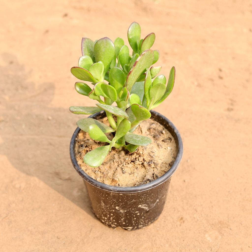 Buy Crasulla in 6 Inch Nursery Pot Online | Urvann.com Crasulla in 6 Inch Nursery Pot