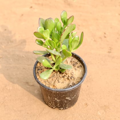 Buy Crasulla in 6 Inch Nursery Pot Online | Urvann.com