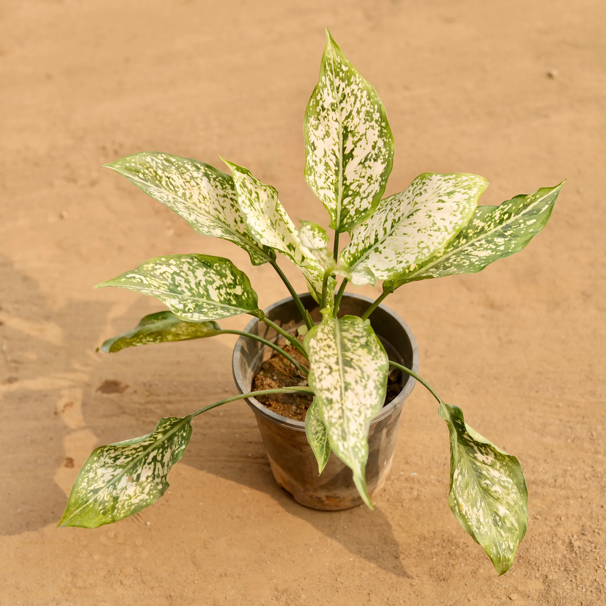 Aglaonema Snow White in 6 Inch Nursery Pot
