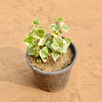 Buy English Ivy in 6 Inch Nursery Pot Online | Urvann.com