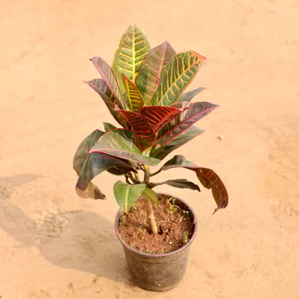 Buy Croton Petra in 6 Inch Nursery Pot Online | Urvann.com