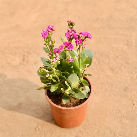Kalanchoe Pink in 5 Inch Nursery Pot