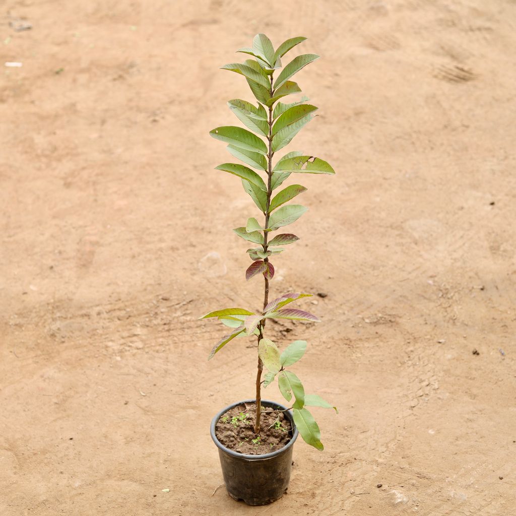Buy Amrood / Guava in 6 Inch Nursery Pot Online | Urvann.com Amrood / Guava� in 6 Inch Nursery Pot