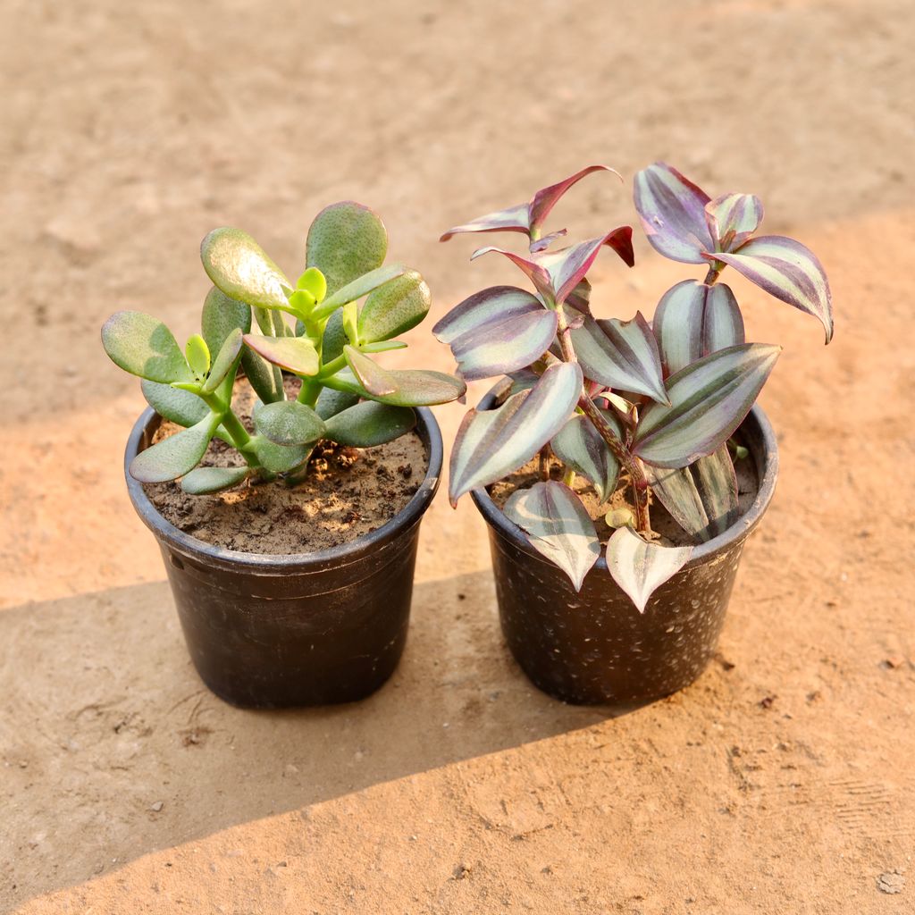 Buy Set Of 2 - Crasulla & Wandering Jew in 4 Inch Nursery Pot Online | Urvann.com Set Of 2 - Crasulla & Wandering Jew in 4 Inch Nursery Pot