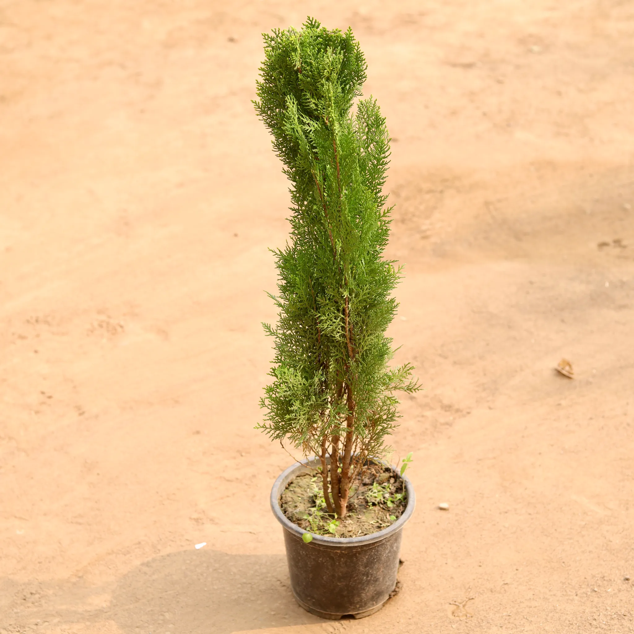 Morpankhi in 6 Inch Nursery Pot