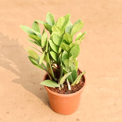 Buy Zz Green in 6 Inch Nursery Pot Online | Urvann.com