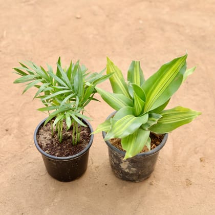 Buy Set Of 2 - Chamaedorea Palm Mini & Brazilian Wood in 4 Inch Nursery Pot Online | Urvann.com