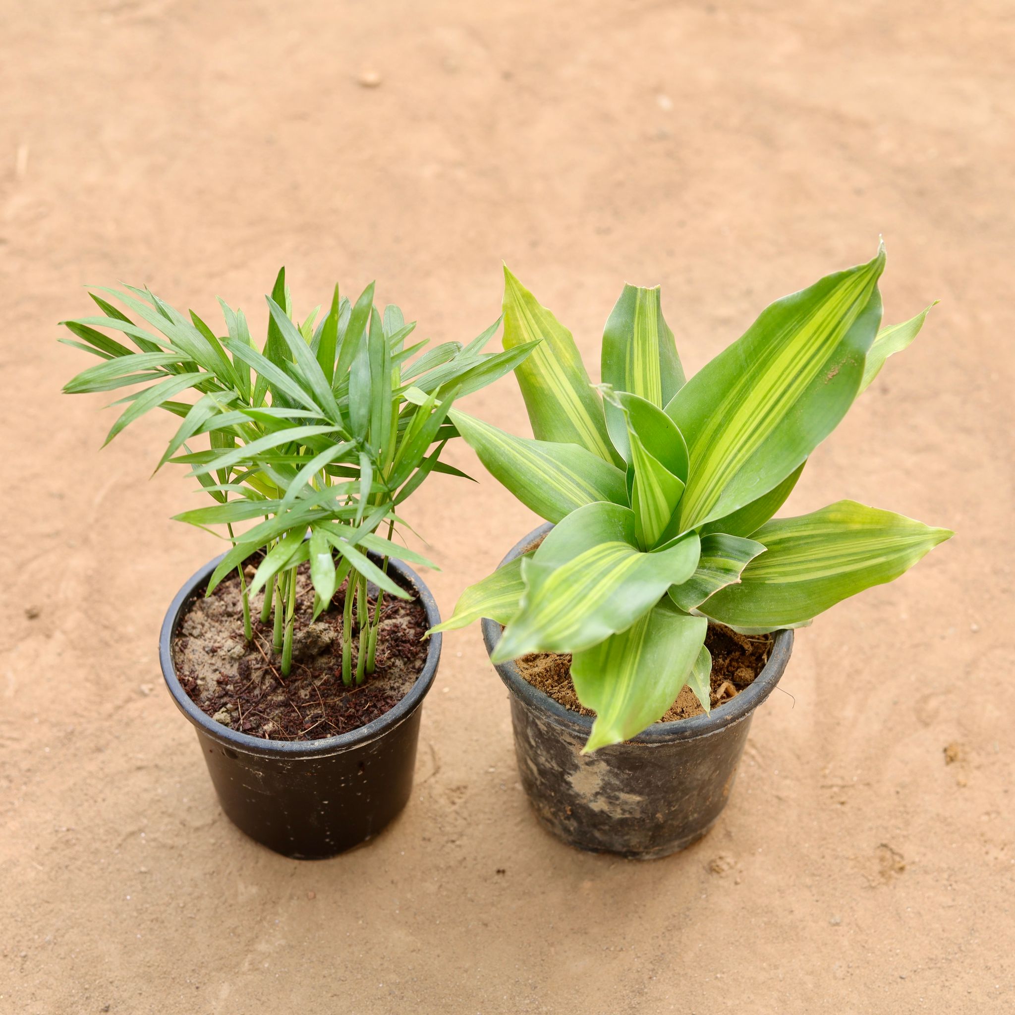 Set Of 2 - Chamaedorea Palm Mini & Brazilian Wood in 4 Inch Nursery Pot