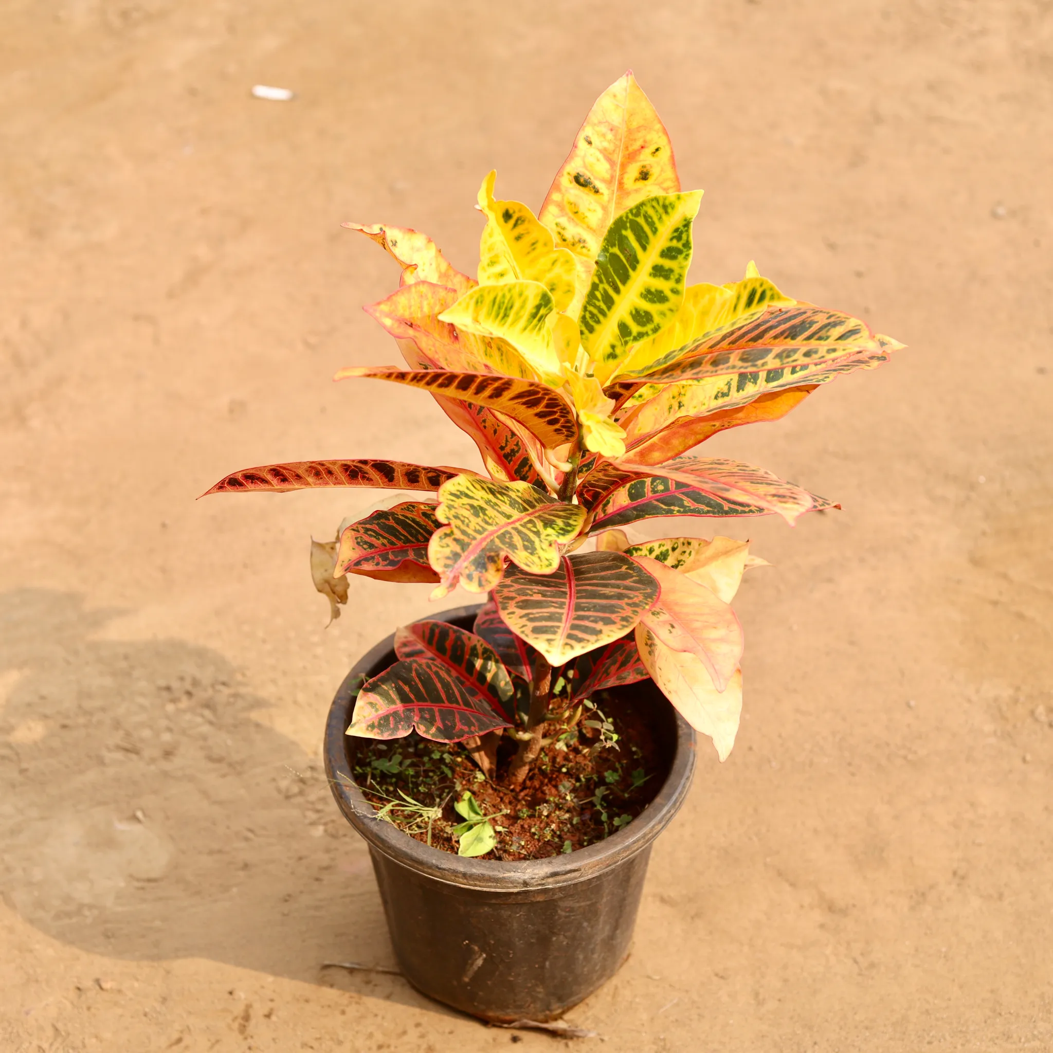 Croton Petra in 8 Inch Nursery Pot