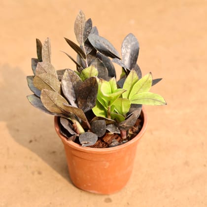 Buy Zz Black in 5 Inch Nursery Pot Online | Urvann.com