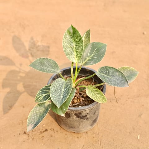 Philodendron Birkin in 6 Inch Nursery Pot