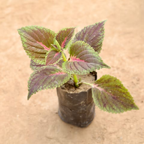 Coleus Red in 4 Inch Nursery Bag