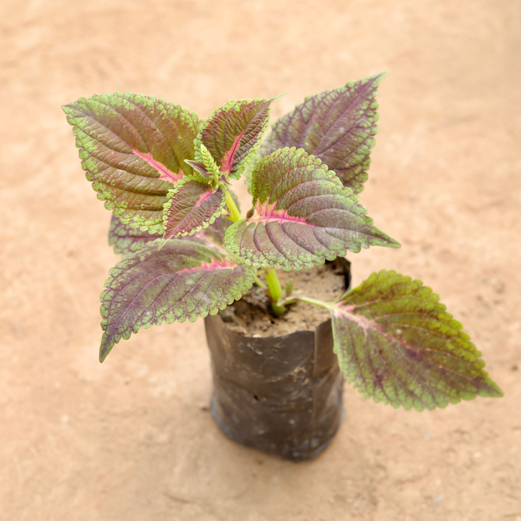 Coleus Red in 4 Inch Nursery Bag
