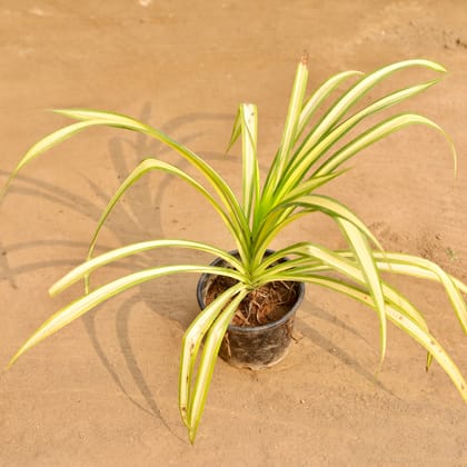 Buy Pandanus in 6 Inch Nursery Pot Online | Urvann.com