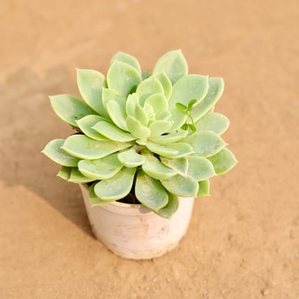 Buy Echeveria Elegans Succulent in 3 Inch Nursery Pot Online | Urvann.com