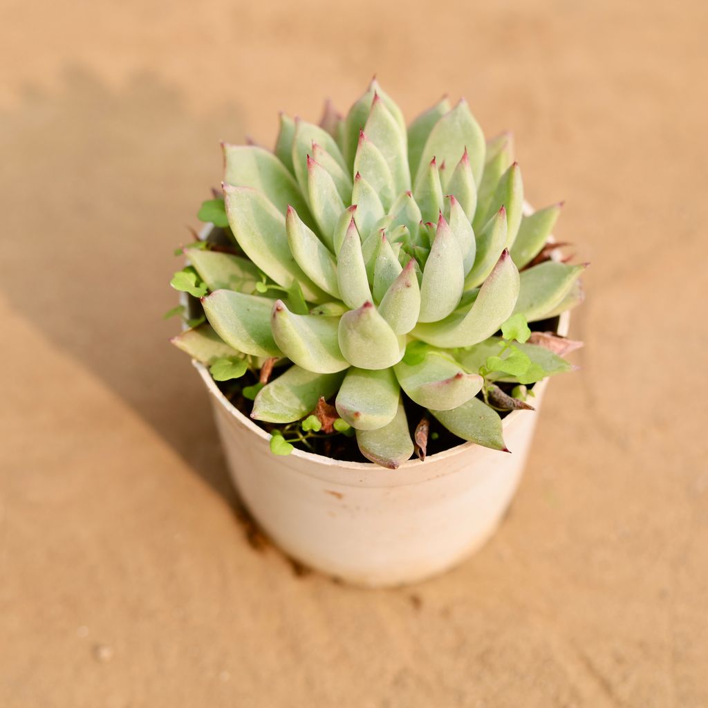 Buy Echeveria Desmetiana Succulent in 3 Inch Nursery Pot Online | Urvann.com Echeveria Desmetiana Succulent in 3 Inch Nursery Pot