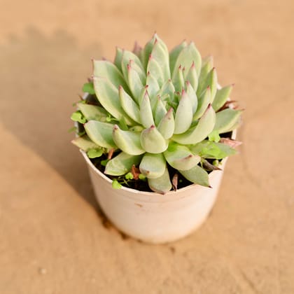 Buy Echeveria Desmetiana Succulent in 3 Inch Nursery Pot Online | Urvann.com