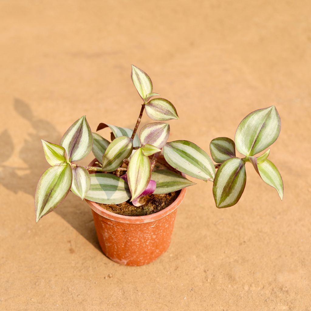 Buy Wandering Jew in 4 Inch Nursery Pot Online | Urvann.com Wandering Jew in 4 Inch Nursery Pot