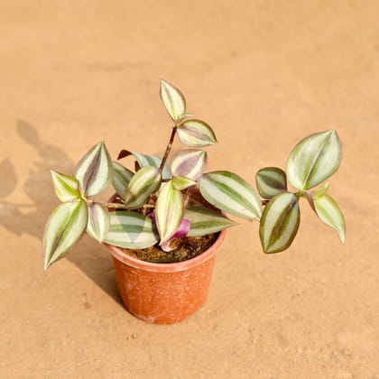 Buy Wandering Jew in 4 Inch Nursery Pot Online | Urvann.com