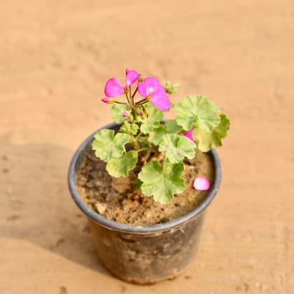 Buy Geranium (Any Colour) in 6 Inch Nursery Pot Online | Urvann.com