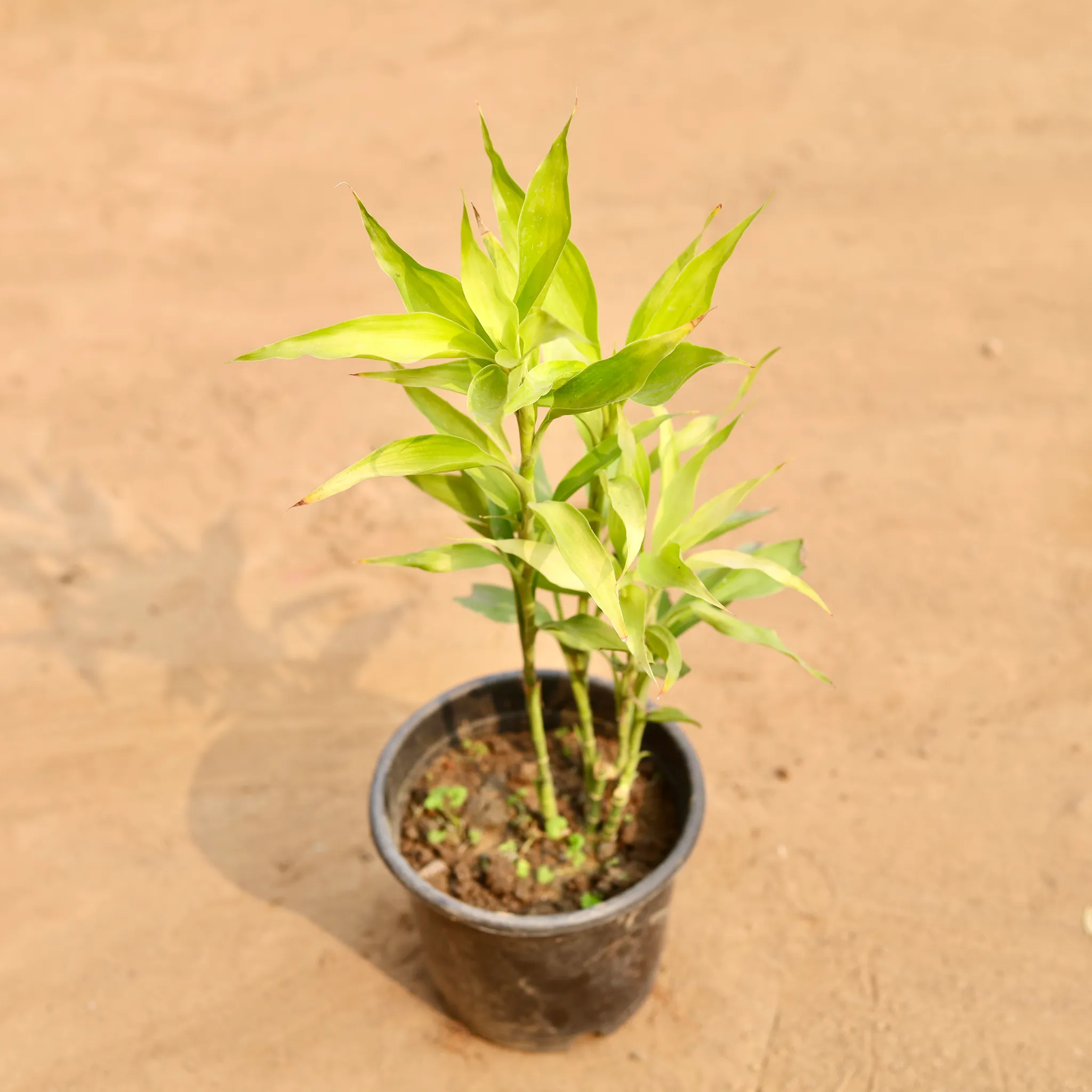 Golden Bamboo Plant in 6 Inch Nursery Pot