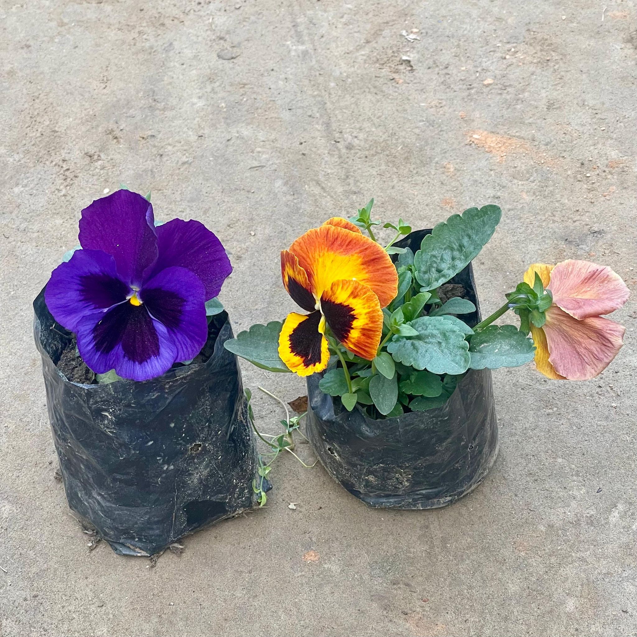 Set of 2 - Pansy (Any Colour) in 4 Inch Nursery Bag