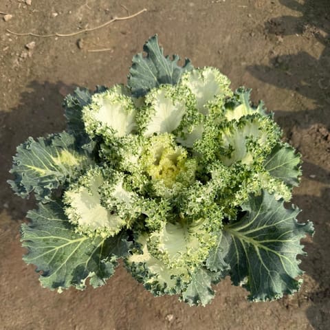 Kale White in 8 Inch Nursery Pot