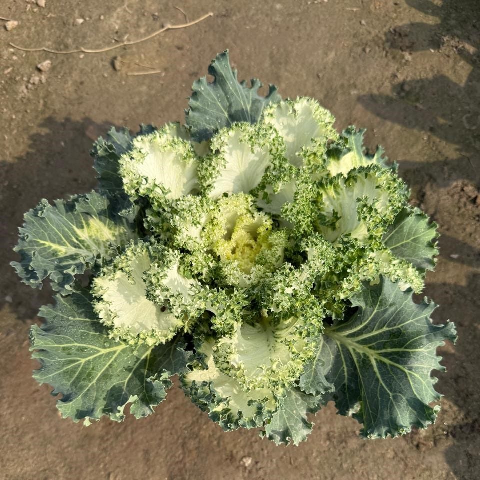 Kale White in 8 Inch Nursery Pot