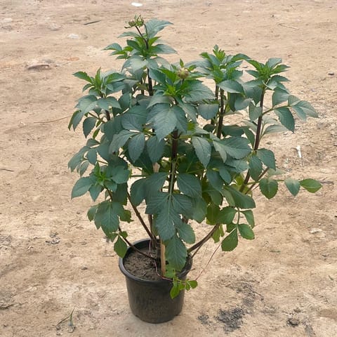 Dahlia Bushy in 8 Inch Nursery Pot