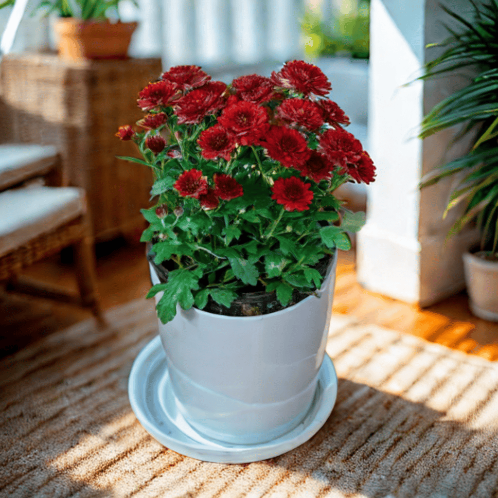 Buy Chrysanthemum / Guldawari / Guldaudi Maroon in 5 Inch White Premium Sphere Plastic Pot with Tray Online | Urvann.com Chrysanthemum / Guldawari / Guldaudi Maroon in 5 Inch White Premium Sphere Plastic Pot with Tray