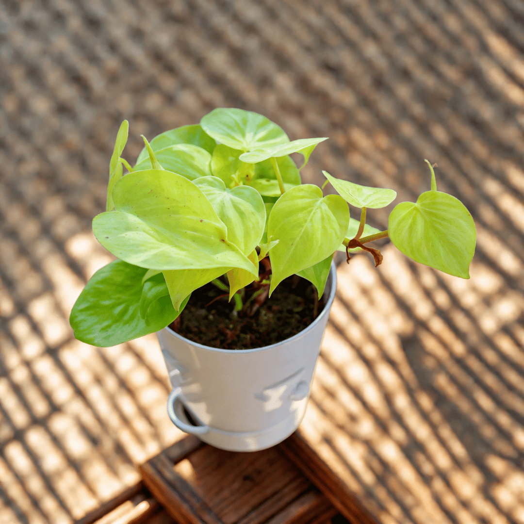 Oxycardium Golden in 4 Inch White Florence Self Watering Pot