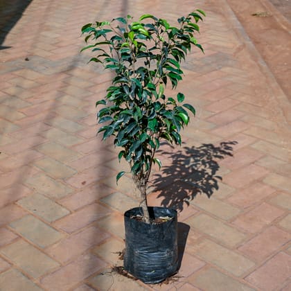 Buy Ficus Benjamina Green in 7 Inch Nursery Bag Online | Urvann.com