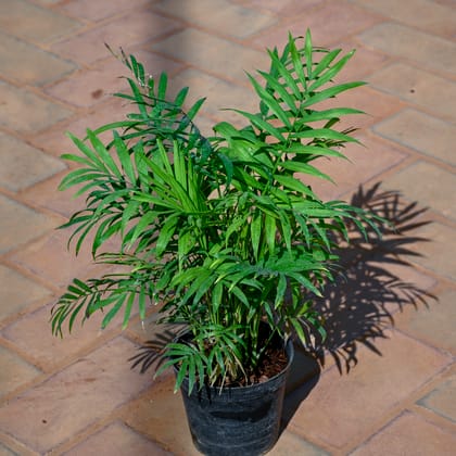 Buy Chamaedorea Elegans Palm in 4 Inch Nursery Pot Online | Urvann.com