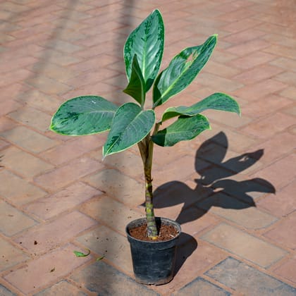 Buy Aglaonema Silver in 5 Inch Nursery Pot Online | Urvann.com