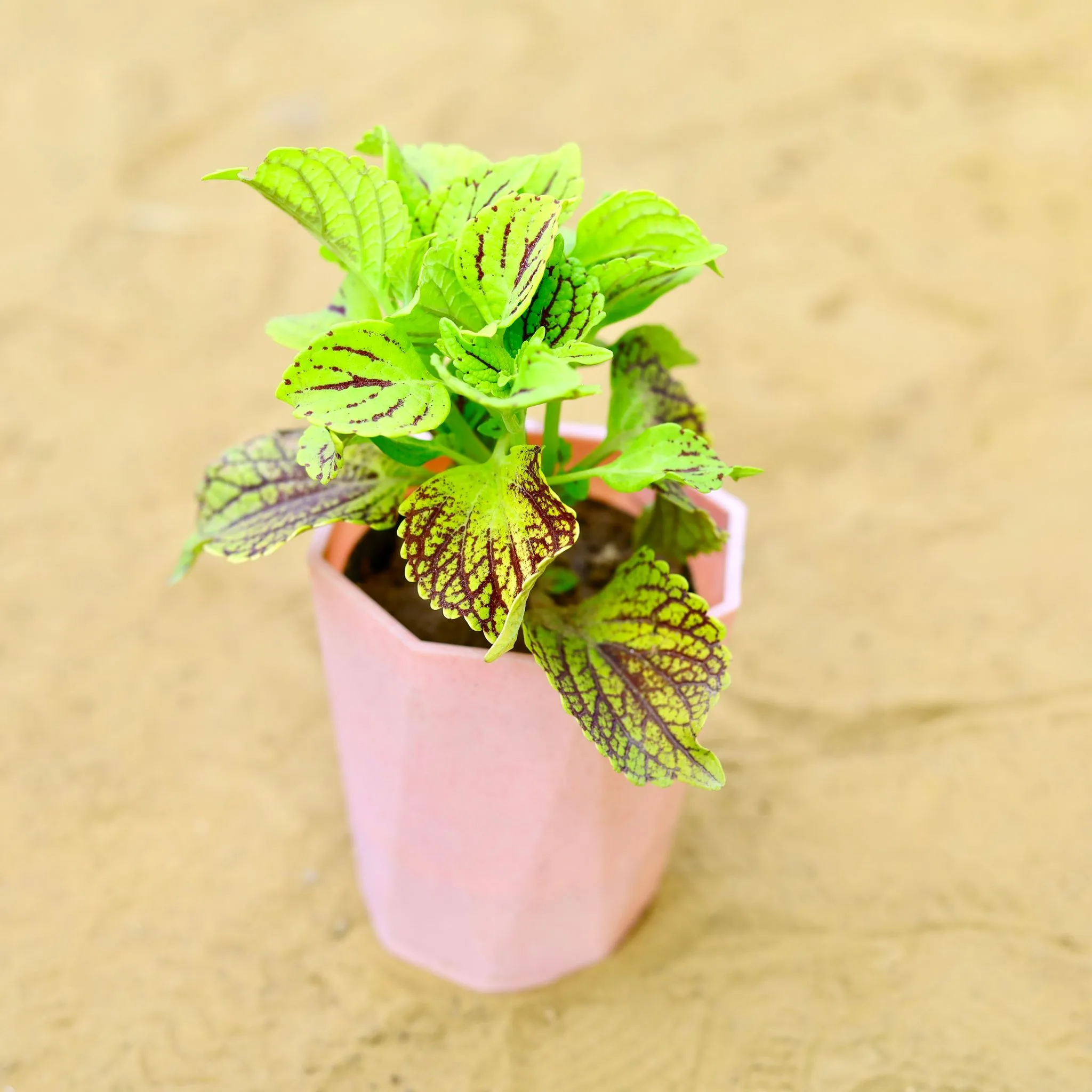 Coleus (Any Colour) (Any Design) in 4 Inch Pink Marble Premium Diamanti Plastic Pot