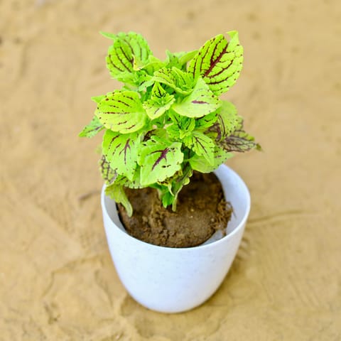 Coleus (Any Colour) (Any Design) in 4 Inch White Premium Orchid Round Plastic Pot