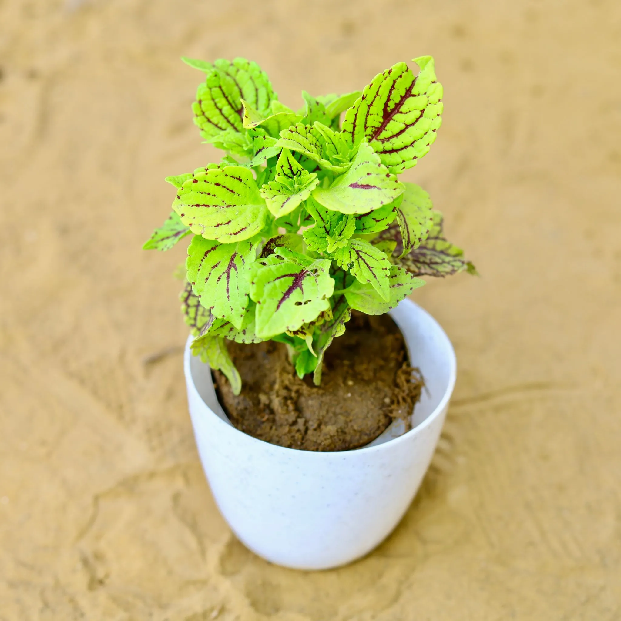 Coleus (Any Colour) (Any Design) in 4 Inch White Premium Orchid Round Plastic Pot