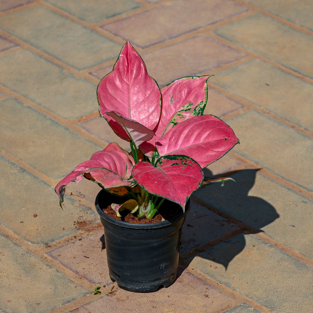 Buy Aglaonema Pink in 4 Inch Nursery Pot Online | Urvann.com Aglaonema Pink in 4 Inch Nursery Pot