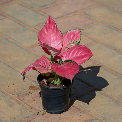 Buy Aglaonema Pink in 4 Inch Nursery Pot Online | Urvann.com