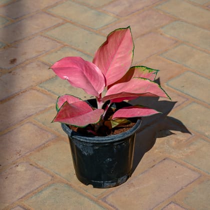 Buy Aglaonema Pink in 7 Inch Nursery Pot Online | Urvann.com