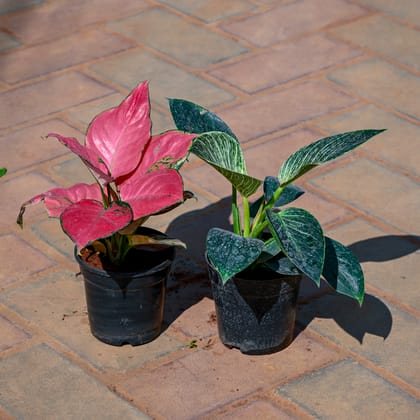 Buy Set Of 2 - (Aglaonema Pink & Philodendron Birkin) in 4 Inch Nursery Pot Online | Urvann.com