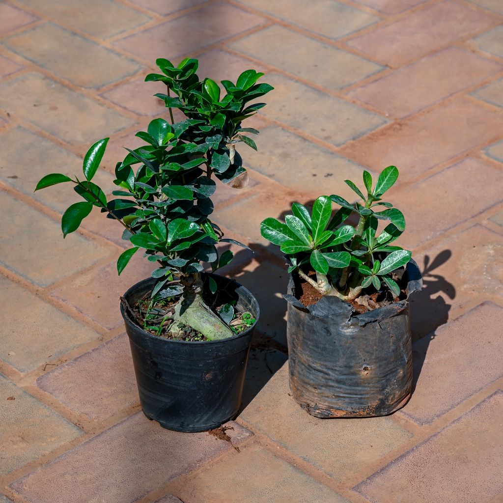 Buy Ficus Bonsai Adenium in 4 Inch Nursery Bag Online | Urvann.com Ficus Bonsai Adenium in 4 Inch Nursery Bag