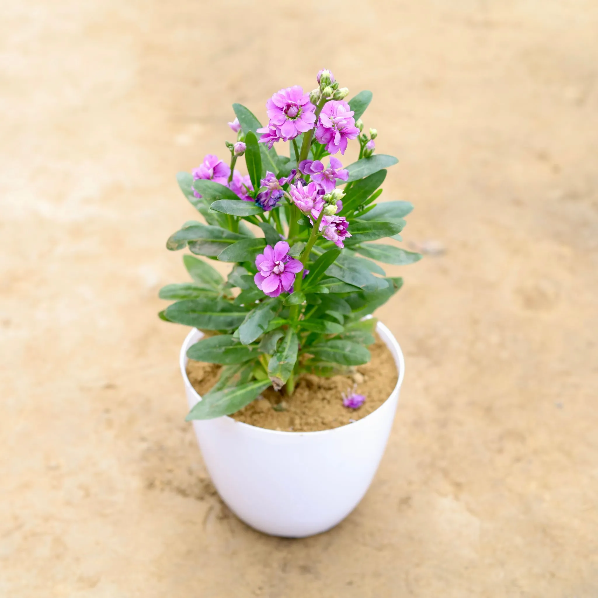 Stock (any colour) in 6 Inch White Premium Orchid Round Plastic Pot