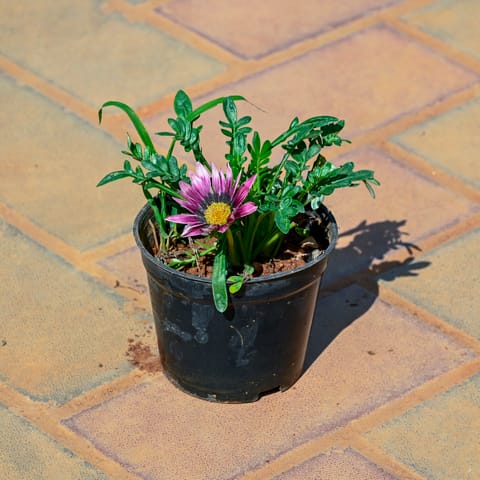 Gazania (Any Colour) in 4 Inch Nursery Pot
