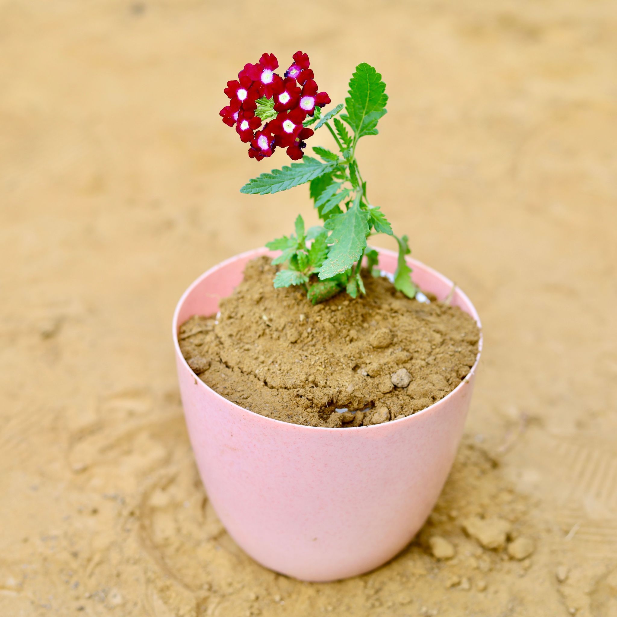 Verbena (any colour) in 6 Inch Pink Marble Premium Orchid Round Plastic Pot