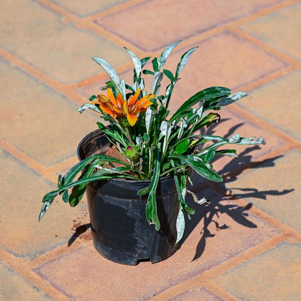 Buy Gazania (Any Colour) in 4 Inch Nursery Pot Online | Urvann.com Gazania (Any Colour) in 4 Inch Nursery Pot