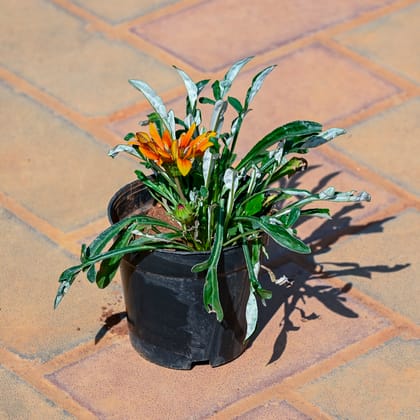 Buy Gazania (Any Colour) in 4 Inch Nursery Pot Online | Urvann.com